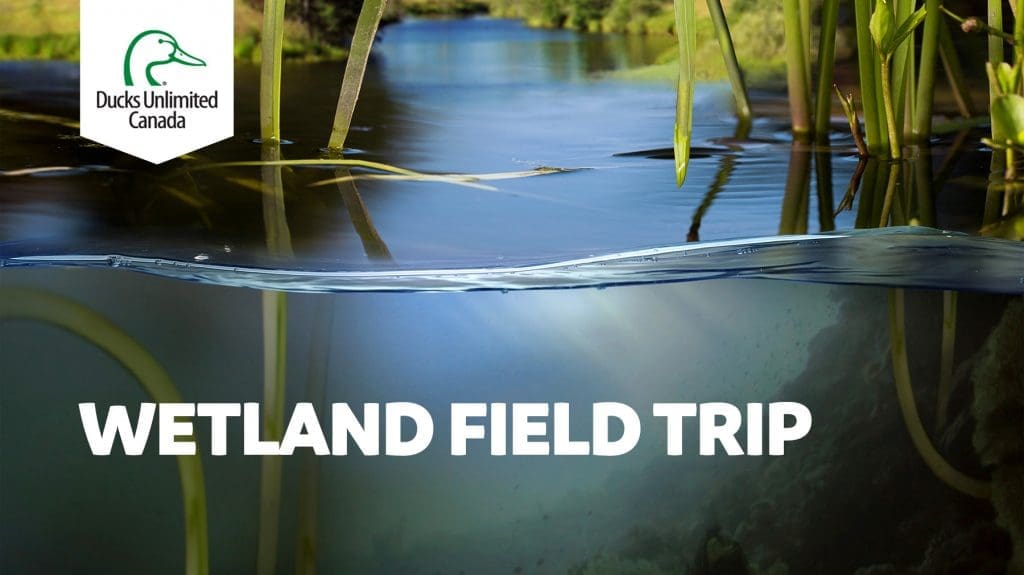 Wetland field trip banner