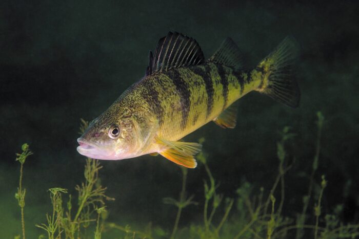 In recent years, declining populations of yellow perch (above) have sent a strong signal that the health of Lac Saint-Pierre is deteriorating and action is required.