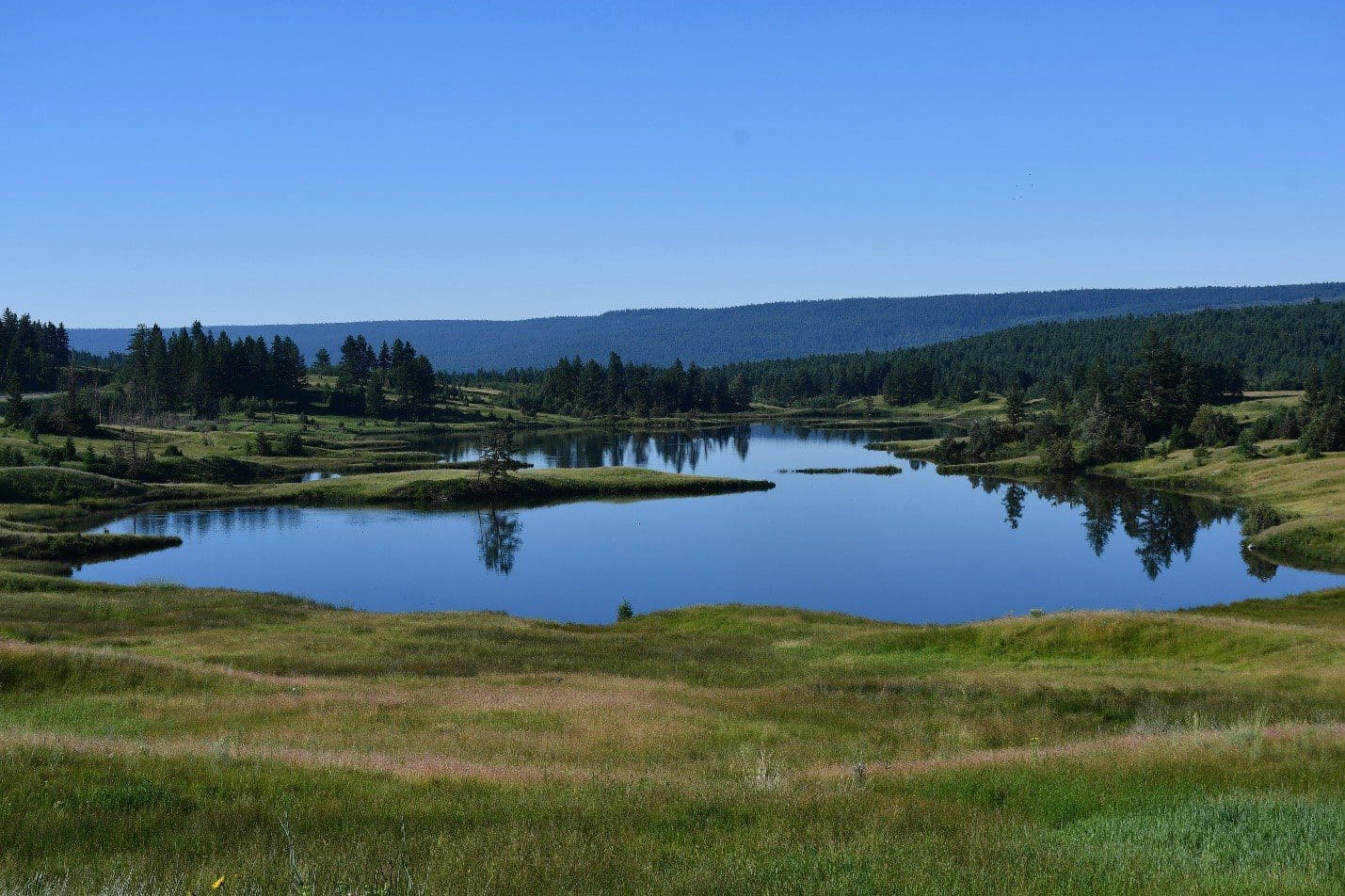 148 Mile uplands wetland