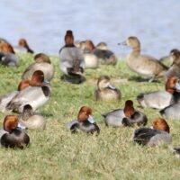 Wetland Waterfowl and Wildlife Identification