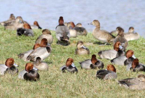 Wetland Waterfowl and Wildlife Identification