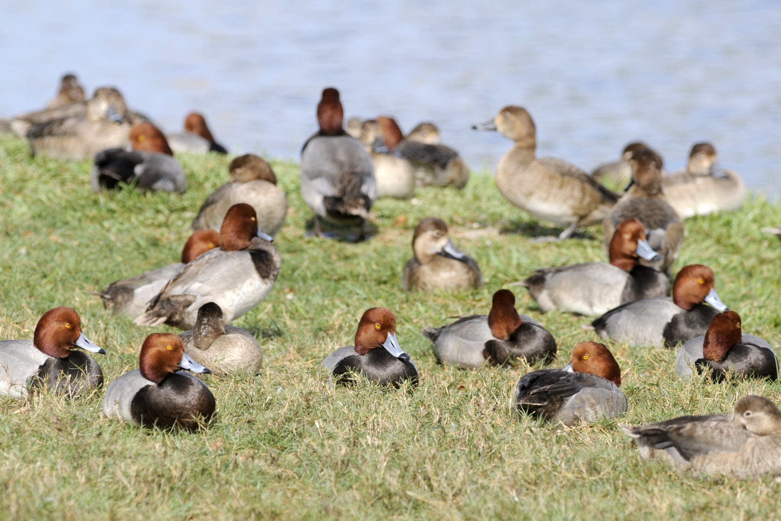 Congregation of redheads species, loafing on grass.