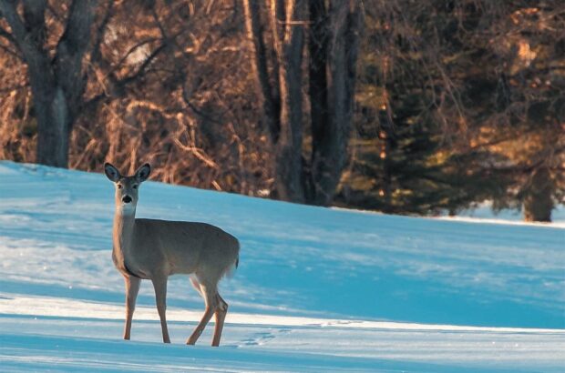 2022 Conservation Calendar