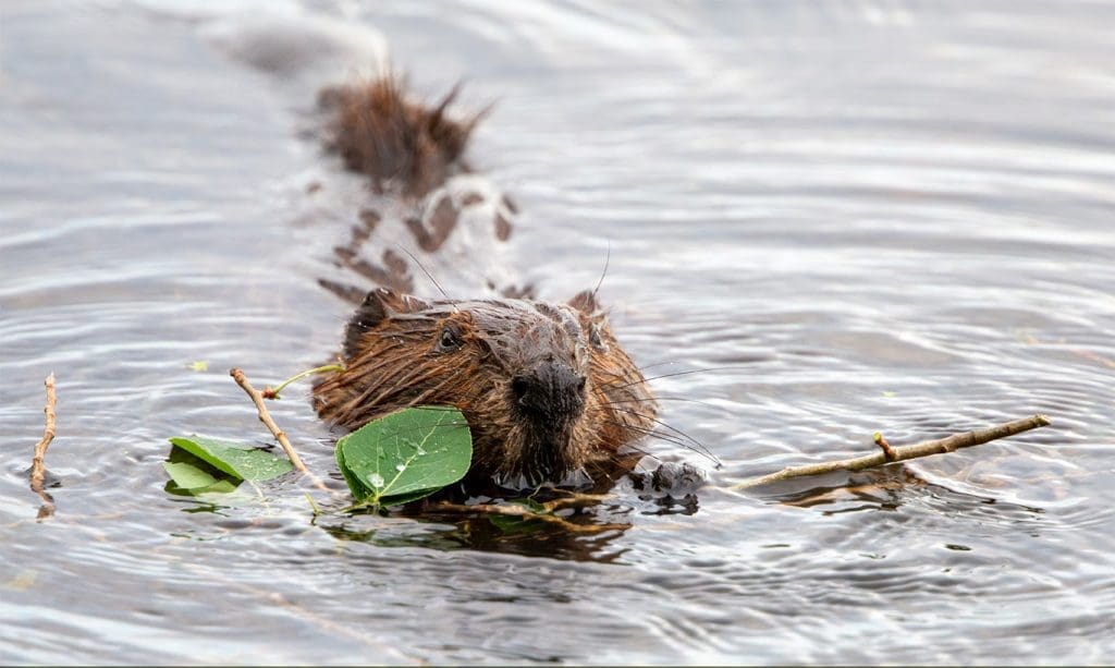 Beaver swimming