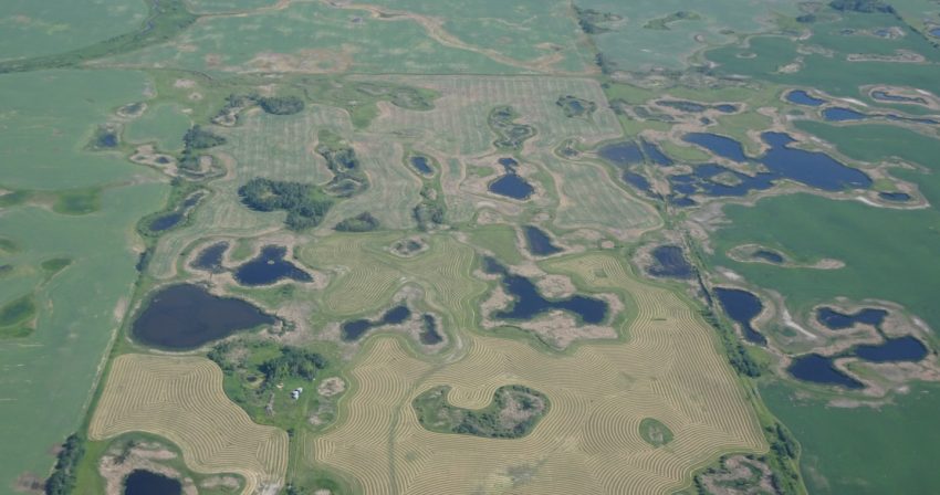 Manitoba farmer appreciates wetlands during prairie drought