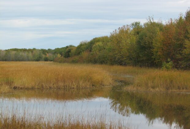 Wild rice harvest along the Wolastoq