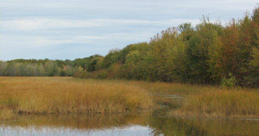 Wild rice harvest along the Wolastoq
