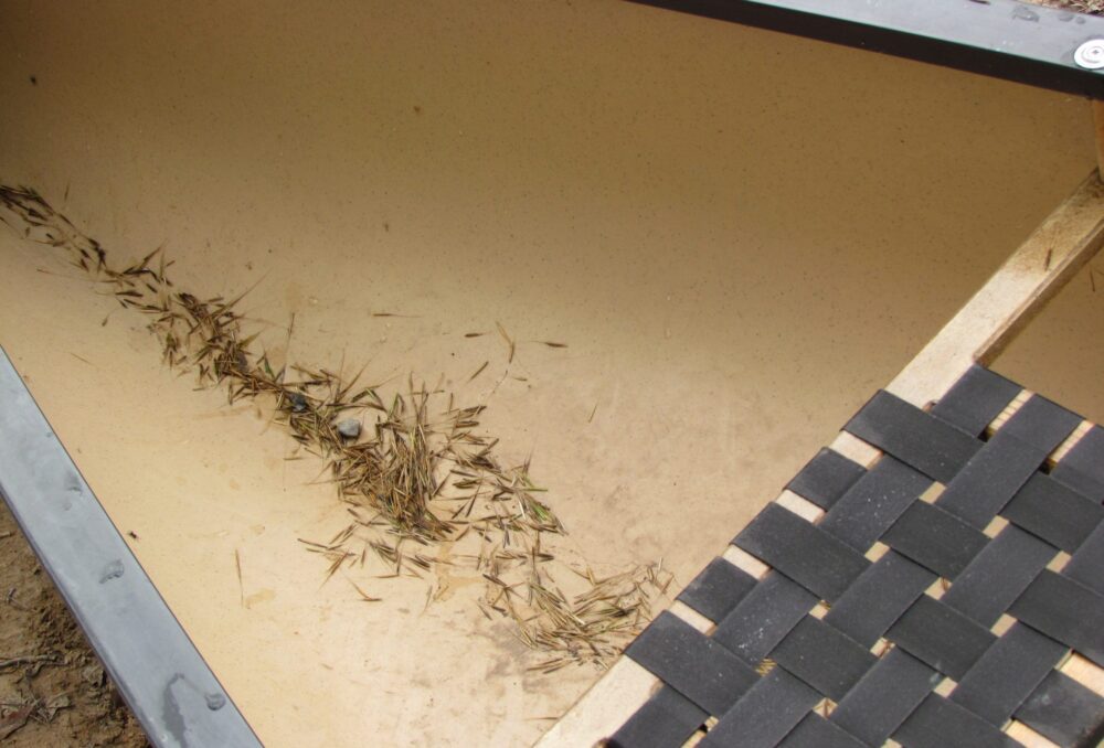 Wild rice that has been knocked into the bottom of a canoe during harvest.