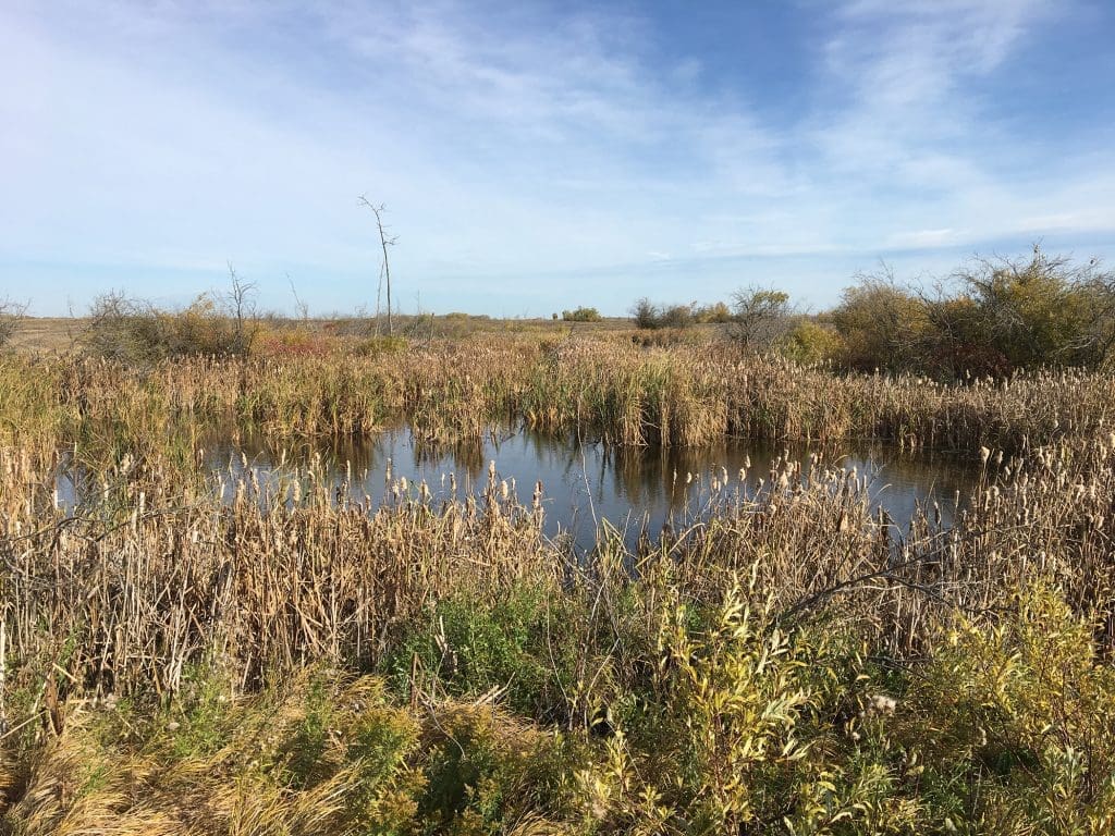 wetlands on Thompson farm near Hamiota MB