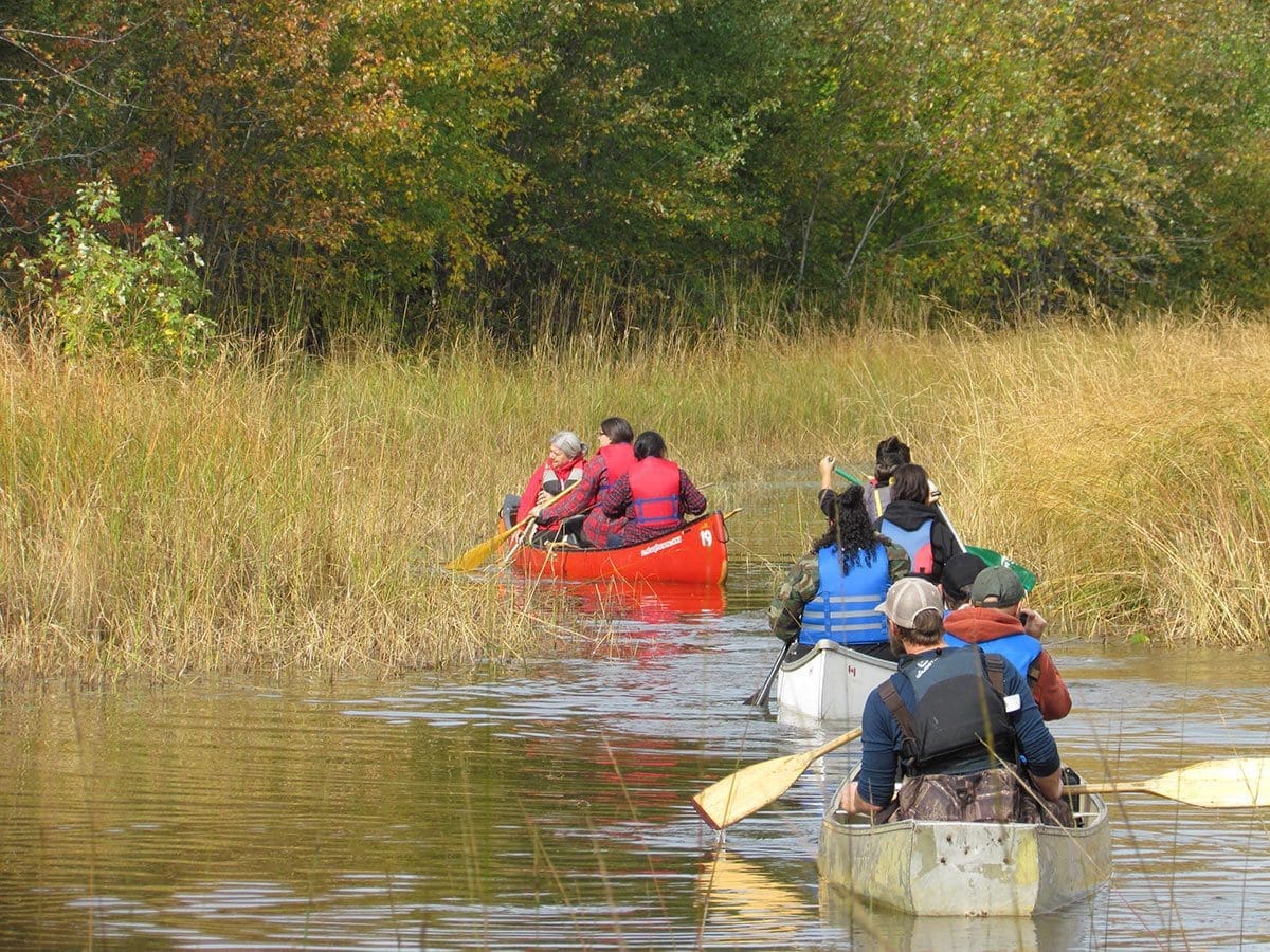 Wild rice harvest by canoe