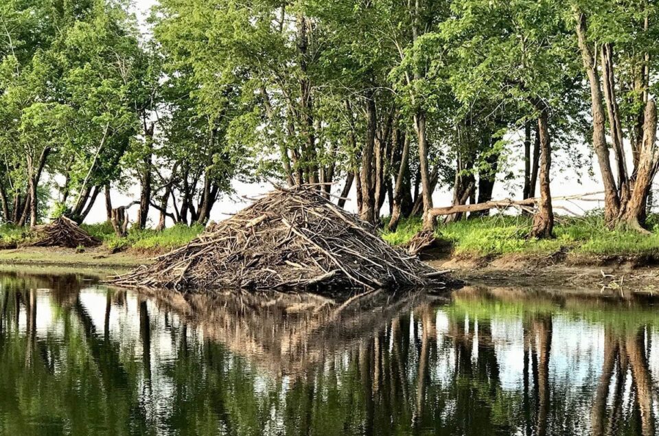 beaver dam on wolastoq