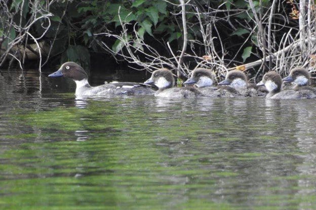 Common goldeneye wetland in western boreal forest