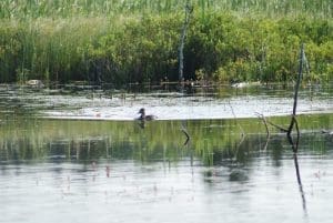 Ring-necked duck with brood of young ducklings in Nova Scotia