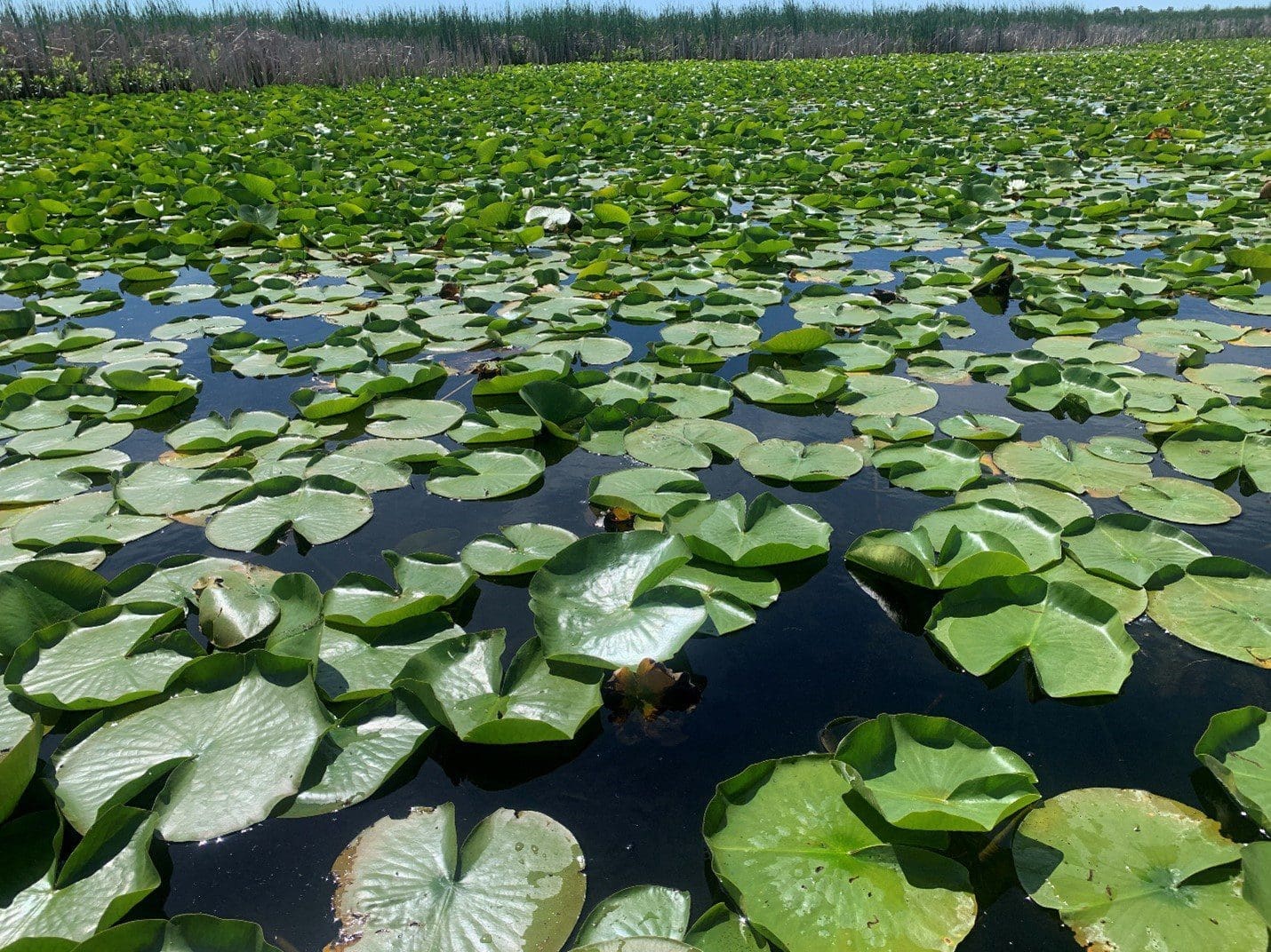 DUC’s Saint Luke’s Marsh, Ontario, July 2021.