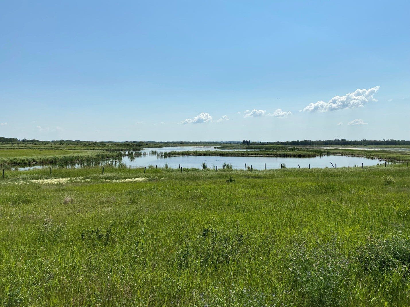Wetland in Peace Parkland, Alberta