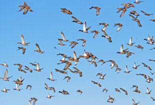Learn about migration