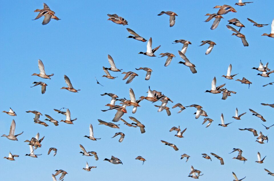 Waterfowl flying migration