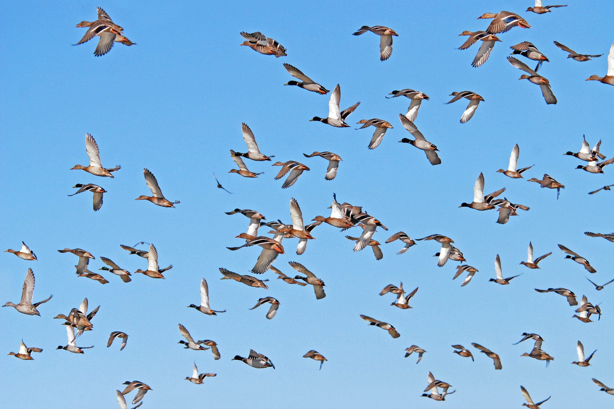 The Endangered Migration Of Map Ducks