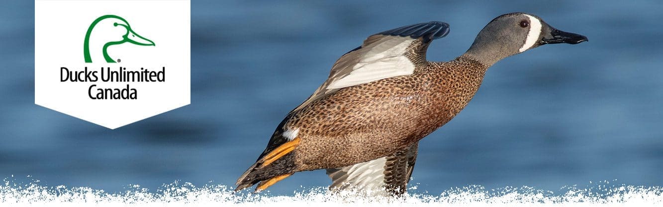 blue-winged teal in flight