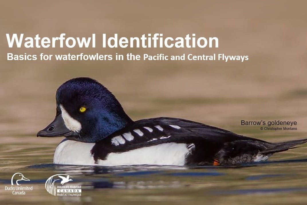 Basics for waterfowlers in the Pacific and Central Flyways