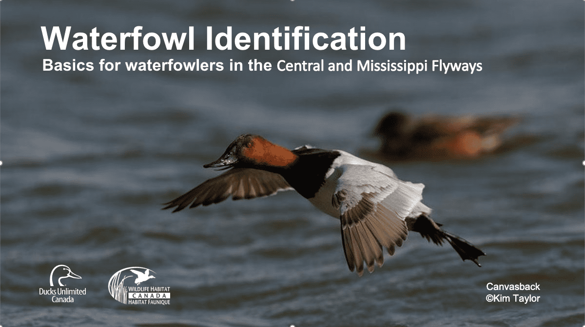 Basics for waterfowlers in the Central and Mississippi Flyways