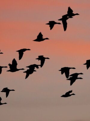 Celebrating bird migration around the world