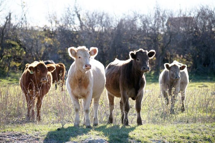Murphy operates a 250-head, organic-certified cow-calf operation near Souris, Man.
