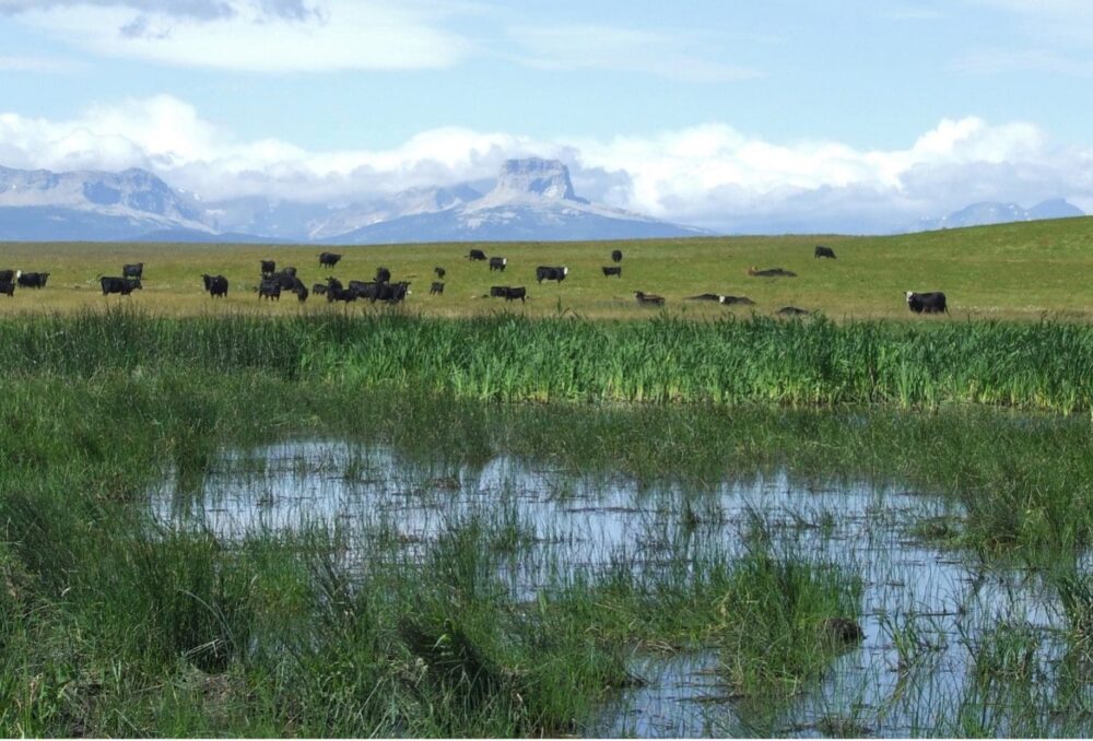   Cows grazing on the land