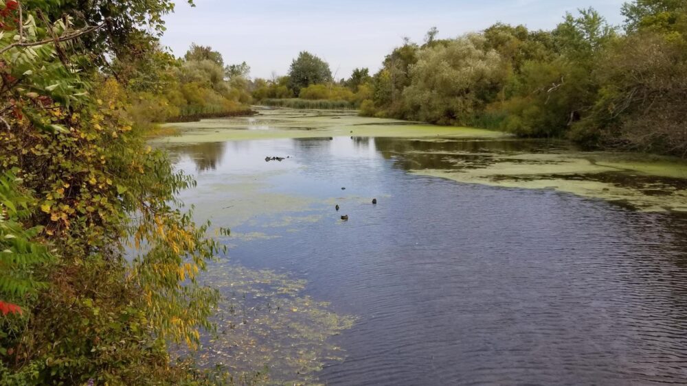 Proactive communities create restoration opportunities for the Grand River and its tributaries in Haldimand County.