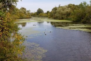 Improvements to wetland and fishway in Dunnville