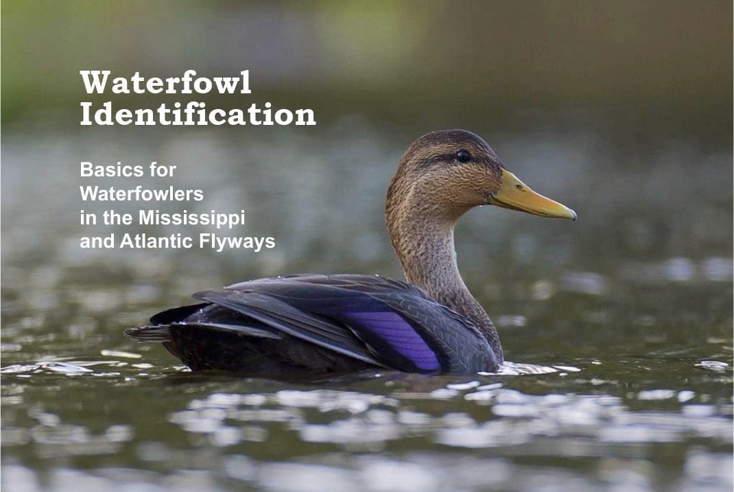 Basics for waterfowlers in the Mississippi and Atlantic Flyways