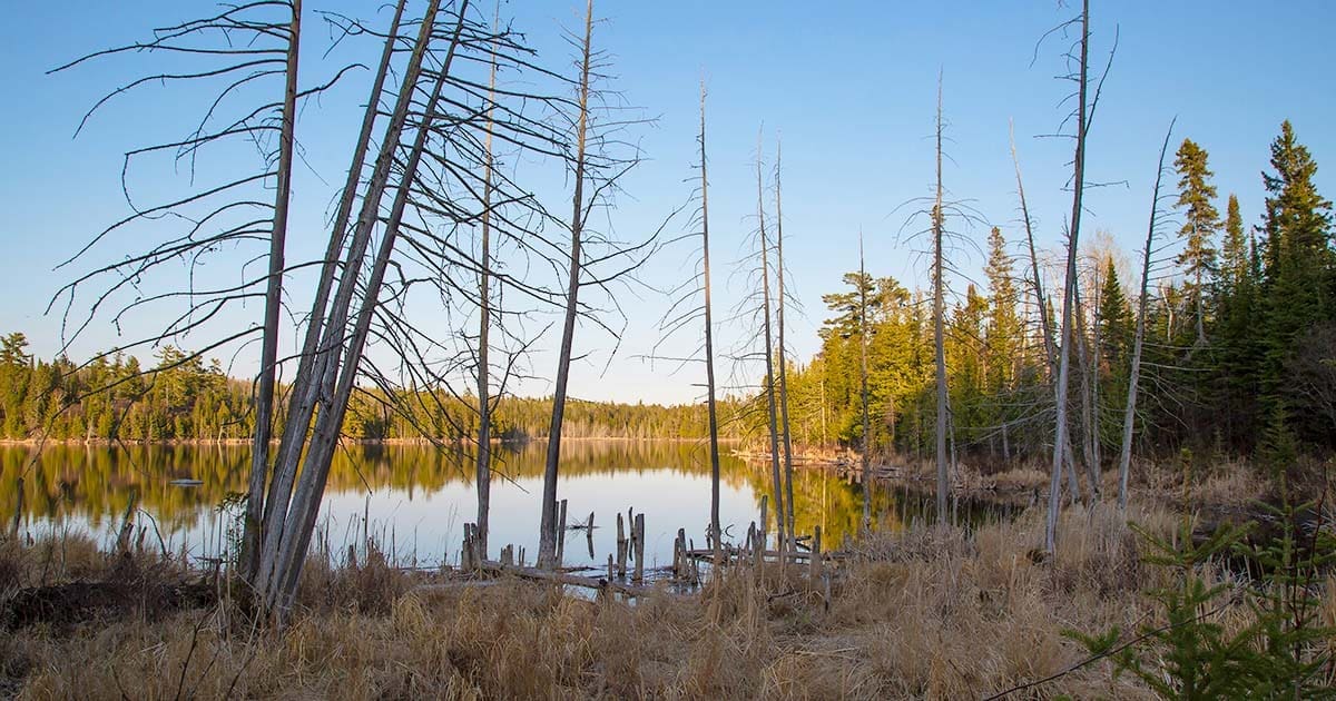 Marsh and peatland in Manitoba's boreal forest