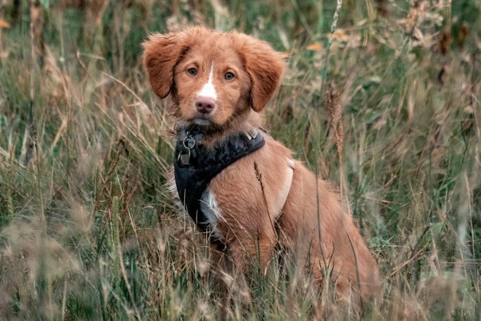 Sako, David Forest and Kristen Kalbfleisch’s Nova Scotia duck tolling retriever, taking a break while out for a walk.