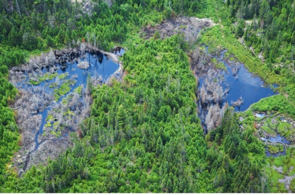Quebec wetland