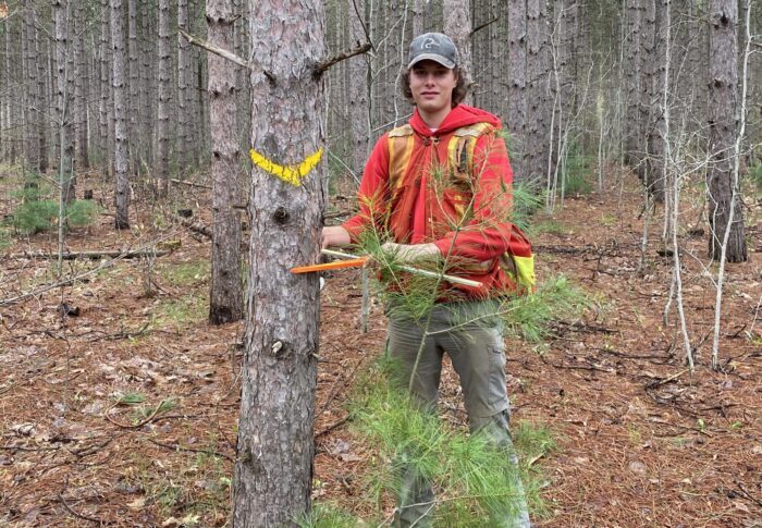 Nathan marking trees in a Simcoe County forest with Lands and Forests Consulting