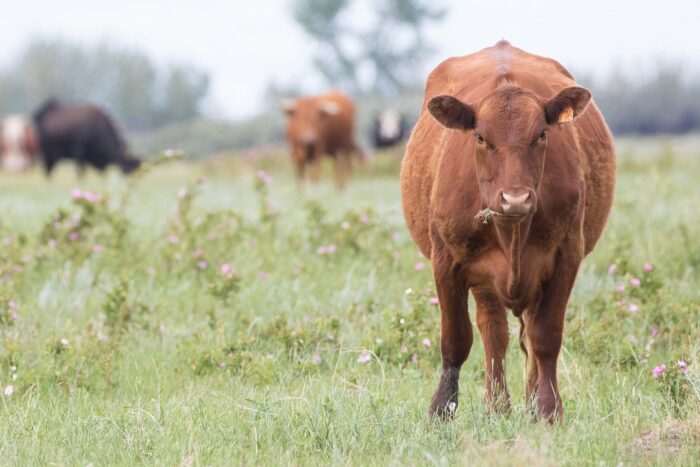 2021 has seen the launch of some exciting partnerships that will help safeguard critical wetland and grassland habitats for both the feathered and hoofed residents that rely on them.