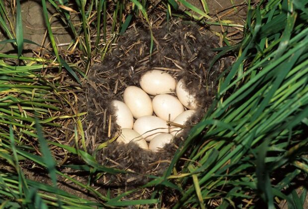 Ducks love to nest in winter wheat