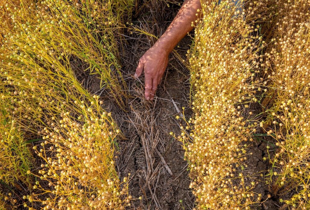 Paul Thoroughgood inspects a crop on his Saskatchewan grain farm.