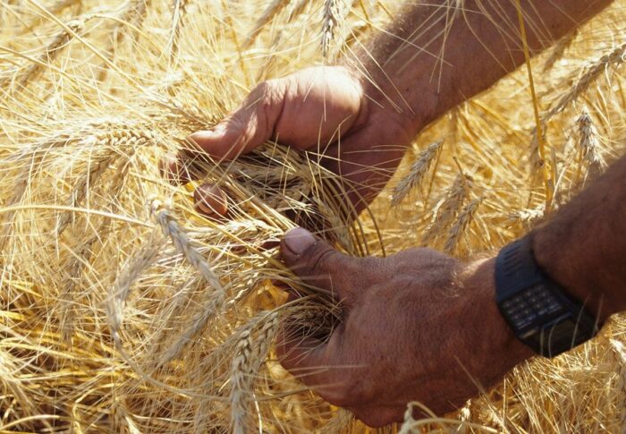 DUC and its partners are launching a new ecolabel program called Habitat-Friendly Winter Wheat