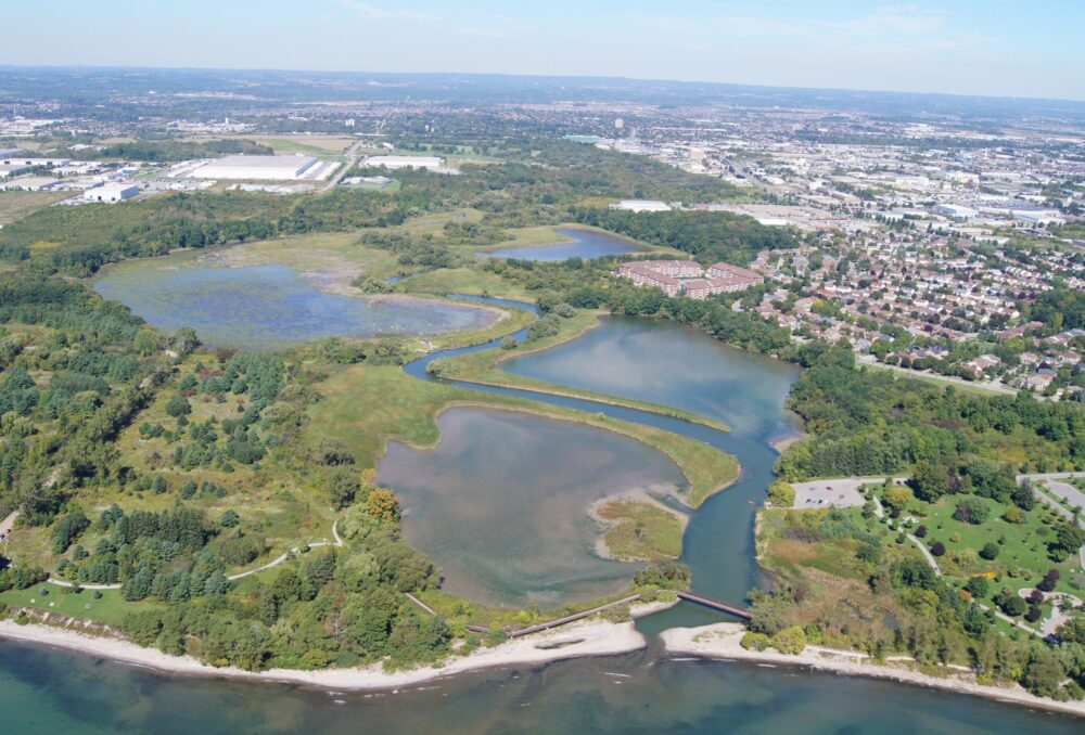 A view of the site of the Bayly & Church wetland, which is located above the outflow of Lower Duffins Creek into Lake Ontario. The creek’s source is in the uplands of the Oak Ridges Moraine.