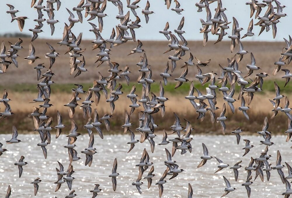 Phalaropes