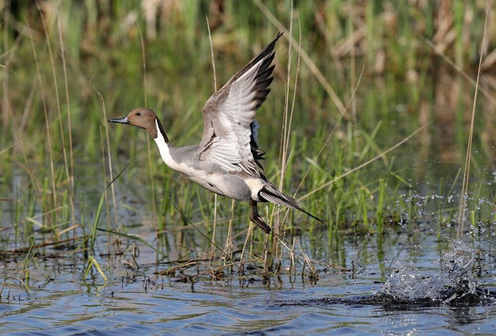 Northern pintail, taking off.