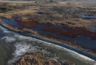 Restoration secures rare and critically important Hillman Marsh