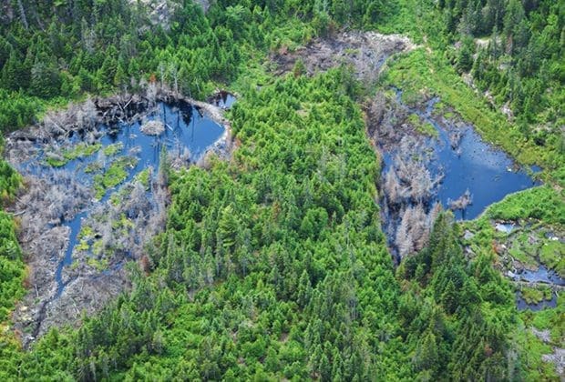 Quebec Wetlands