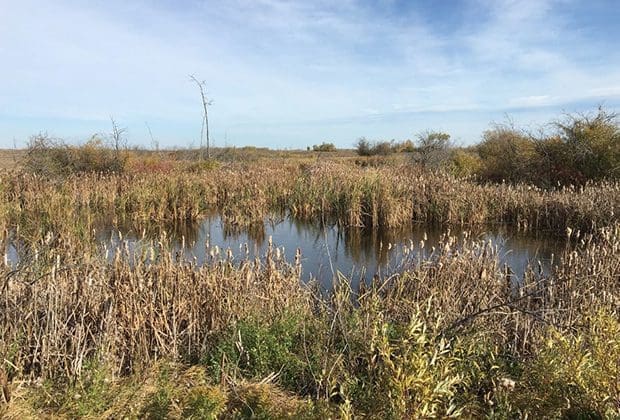 wetlands on Thompson farm near Hamiota MB