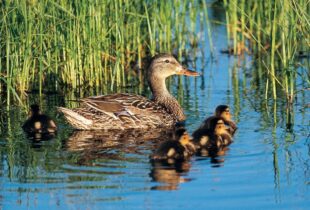 Five major ways duck habitat is helping you