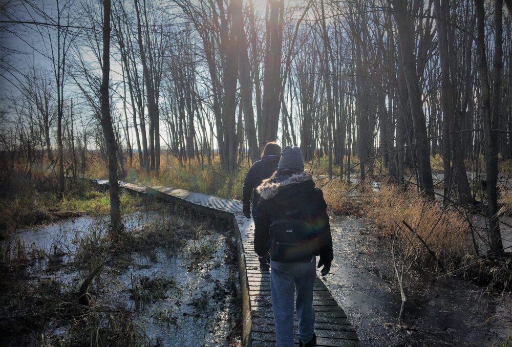 Strolling the boardwalk at the wetland