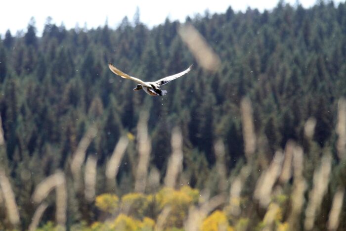 The Canadian Intermountain region is home to 24 species of waterfowl and supports 1.45 million breeding birds