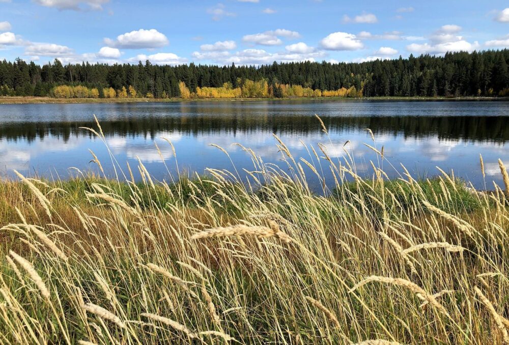 The 148 Mile Marshes project is located outside of Williams Lake, B.C.