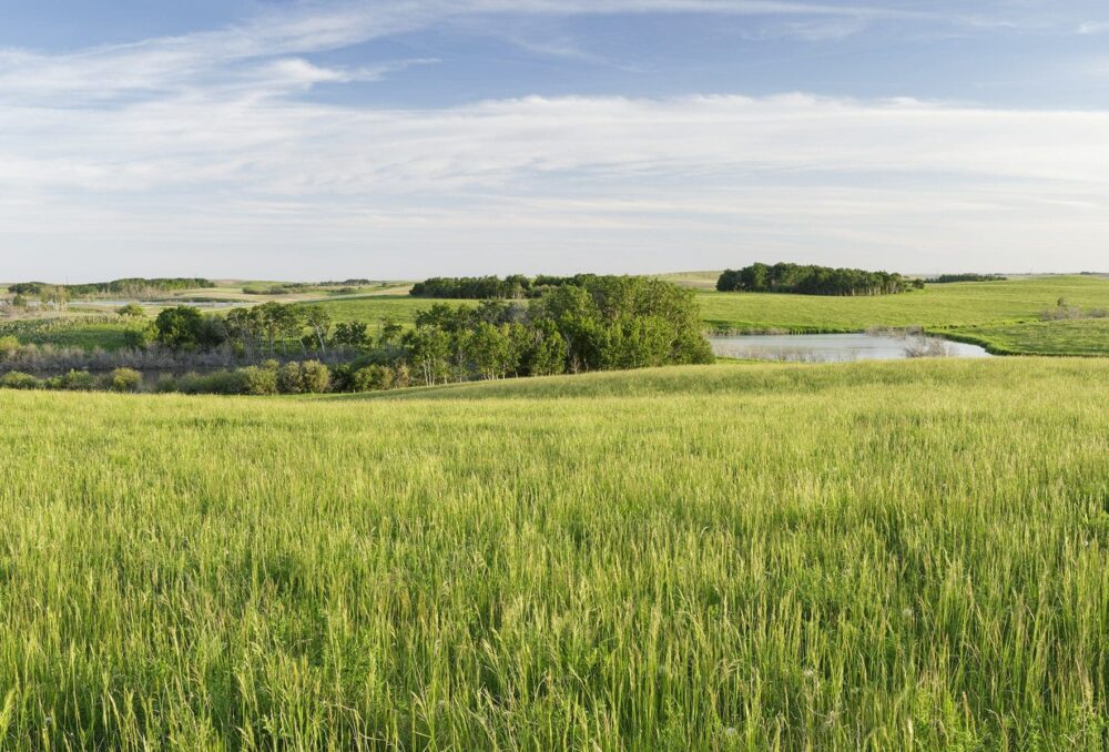 Prairie wetlands filter harmful pollutants from runoff, keeping them from entering our lakes.
